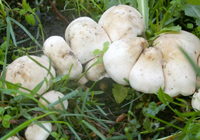 майские грибы