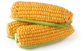 Сколько варить старую кукурузу?